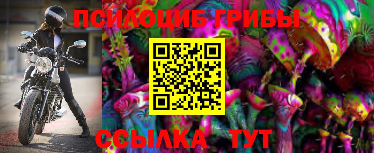Псилоцибиновые грибы Psilocybe Киселёвск
